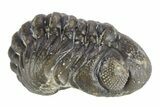 Long Curled Austerops Trilobite - Morocco #252641-2